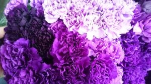 紫色のカーネーション！｜「フラワーセンター宇和島」　（愛媛県宇和島市の花キューピット加盟店 花屋）のブログ
