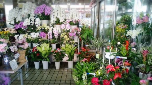 「フラワーセンター宇和島」　（愛媛県宇和島市）の花屋店舗写真4